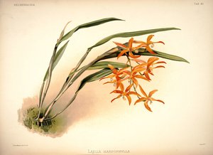 Cattleya harpophylla door London H. Sotheran and Co.